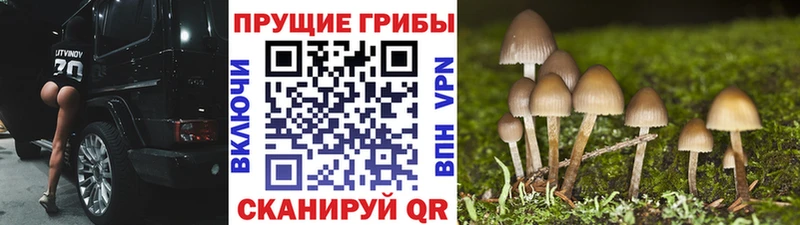 где продают   Чаплыгин  Псилоцибиновые грибы MAGIC MUSHROOMS 